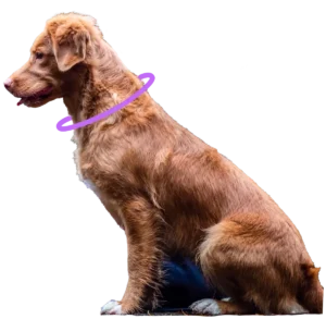 Ein hellbrauner Hund von der Seite, der aufrecht sitzt und um dessen Hals ein lilanes Halsband gezeichnet ist, vor transparentem Hintergrund.